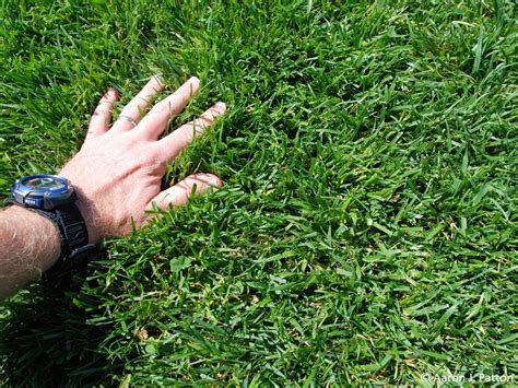 These Are 4 Grass Types That Thrive In Birmingham Lawns Lawnstarter