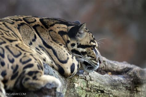 Formosan Clouded Leopard Extinct