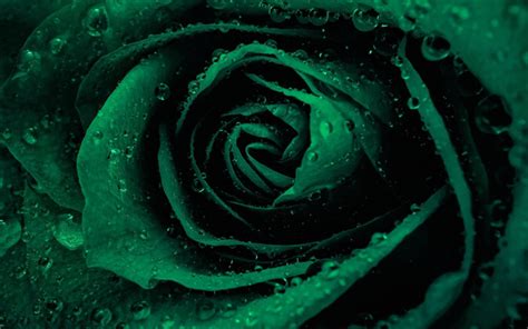 Download Wallpapers Green Rose Drop Of Water Rosebud Green Flowers