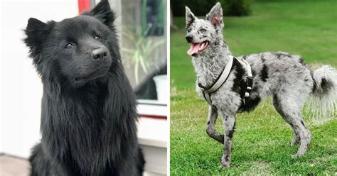 17 Beautiful Rare Dog Breeds That You Might Have Never Seen Or Heard Of