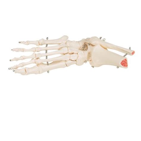 Modelo Del Esqueleto Del Pie Con Ligamentos B Smart Anatomy My Xxx Hot Girl