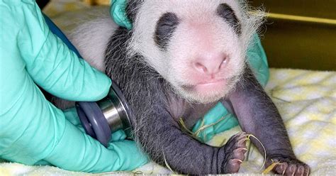 San Diego Zoo Says Of Panda Cub Its A Girl