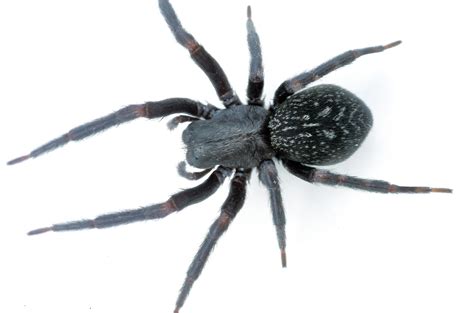 10 Most Venomous Spiders In Australia Travel Earth 2023