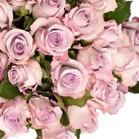 Fresh Cut Lavender Roses 20 Pack Of 100 By Inbloom Group