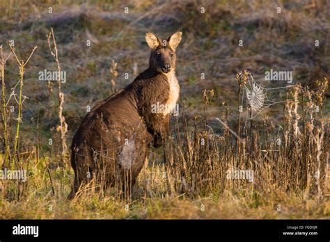 Les Mâles Wallaroo Macropus Robustus Nsw Australie Photo Stock Alamy