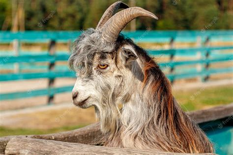 Premium Photo Beautiful Goat With Horns In The Farm