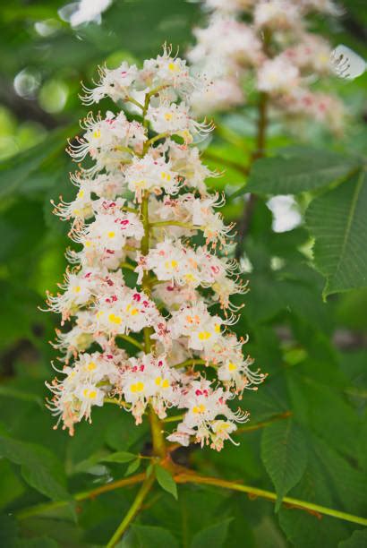 Flowering Chestnut Tree Stock Photos Pictures And Royalty Free Images