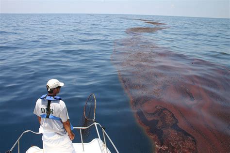 surveying oiled sargassum mark dodd wildlife biologist fr flickr