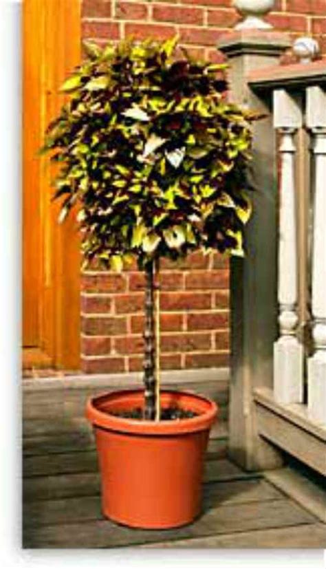 How To Grow A Coleus Tree Lawn And Garden Planting Flowers Garden Gates