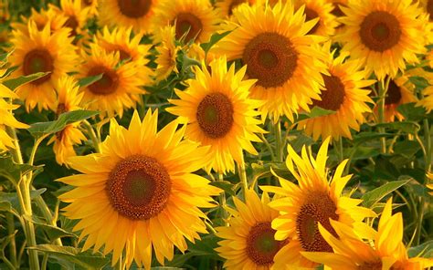 Yellow Sunflowers Sunflowers Field Stalks Summer Hd Wallpaper