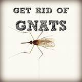 Gnats In The Home Images