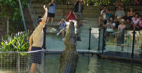 Hartleys Crocodile Adventures Palm Cove Book Tickets And Tours Getyourguide