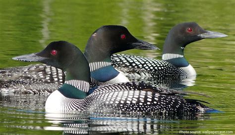 Interesting facts about loons | Just Fun Facts