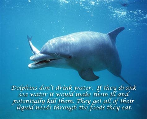 Fun Facts About Animals Fact About Dolphins