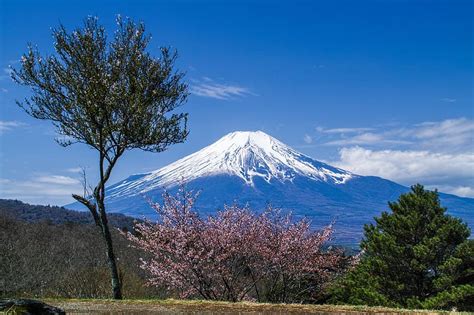 Sakura Japan Spring Volcano Cherry Blossom Mount Fuji Volcanoes