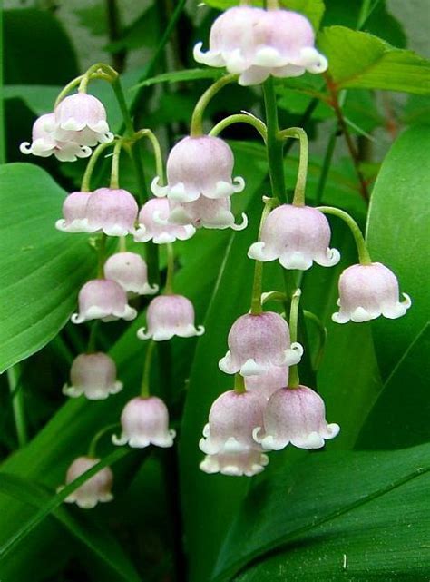Lily Of The Valley In Pink Pretty Flowers Lily Of The Valley Flowers