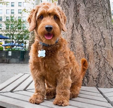 Did you know that our golden retriever parents are our own line of golden coat colors are: Mini Goldendoodle: A Small And Mighty Teddy Bear Mix