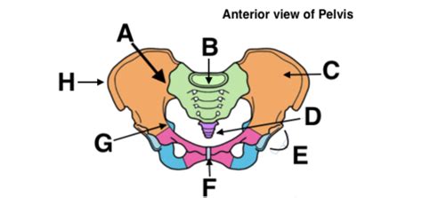 Bones And Muscles Of The Pelvis Gluteal Region Flashcards Quizlet