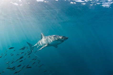 Great White Shark South Africa Stock Photos Pictures And Royalty Free