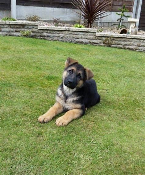 Do German Shepherd Puppies Have Big Paws World Of Dogz
