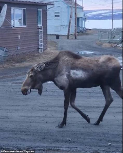 First Rabid Moose In North America Spotted Drooling Acting