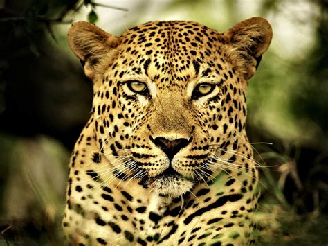 Animals Leopards Wallpapers Hd Desktop And Mobile