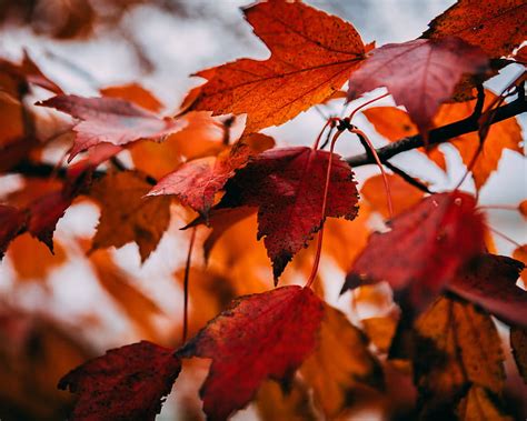 Leaves Dry Autumn Branch Maple Hd Wallpaper Peakpx