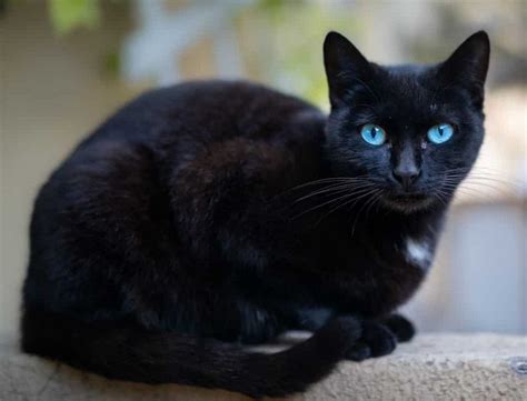 Cute Black Cat With Blue Eyes