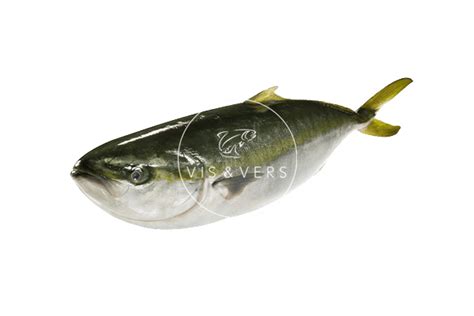 Hamachi Yellowtail Kingfish Vis And Vers