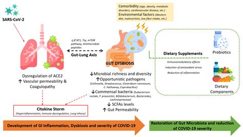 How The Gut Microbiome Could Affect Covid 19 Severity