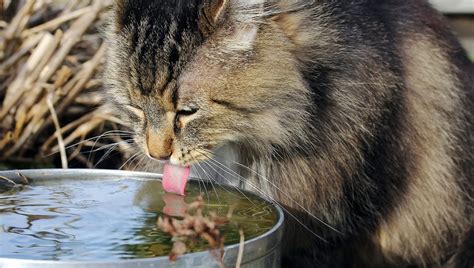 Top 10 Cat Breeds Who Love Water Cattime