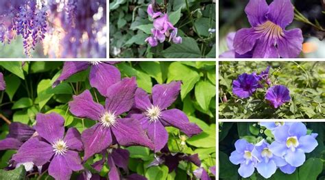 11 Purple Flowered Vines And Climbers For Your Garden In 2022 Purple