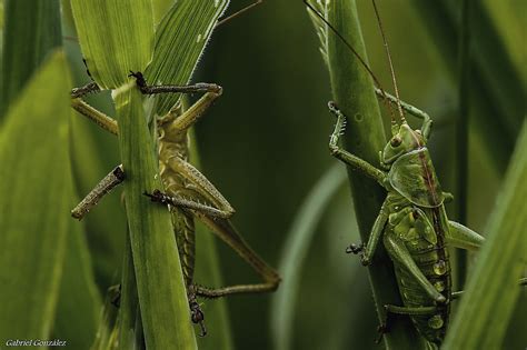 Fotos Gratis Naturaleza Césped Foto Fauna Silvestre Verde