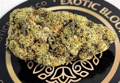 Pop Rox Exotic Blooms Gentleman Toker