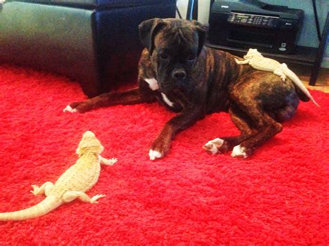 Hanging With His Lizards Boxer Dogs Dogs Animals