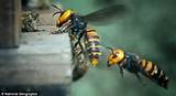 Images of Killer Wasp In Japan