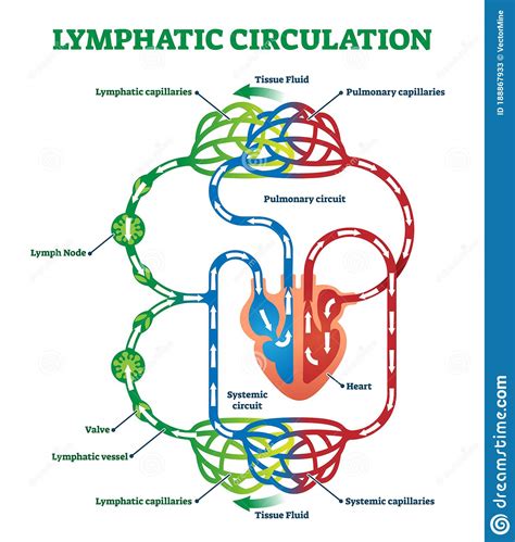 Lymphatic Circulation System With Lymph Transportation Vector