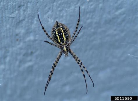 Banded Garden Spider Argiope Trifasciata