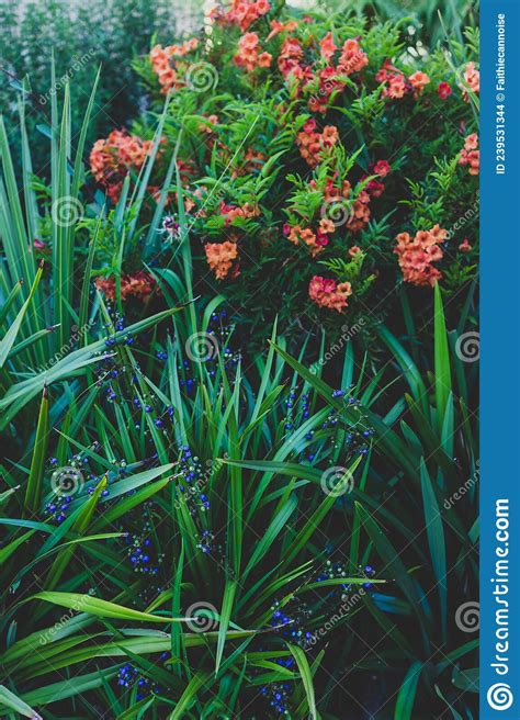 Tacoma Plant With Orange Flowers And Dianella Grasses Outdoor In Sunny