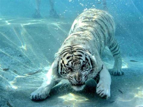 Tiger Underwater Fantastic Pic Ocean And Rivers Pinterest
