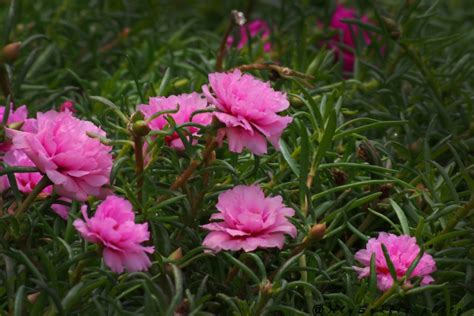 See more of bunga ros jepun on facebook. P9230045_@ Bunga Ros Jepun | E-M5 | Aly Syafiq Hashim | Flickr