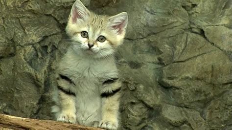 Sand Cat Kittens Cincinnati Zoo Youtube