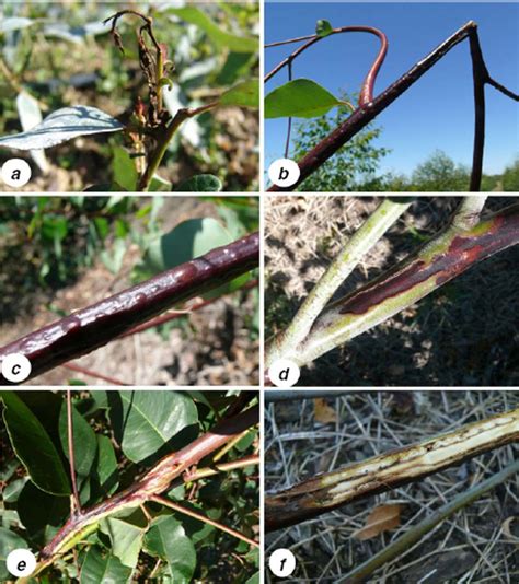 Field Symptoms Of The Disease On Eucalyptus Caused By E Psidii A