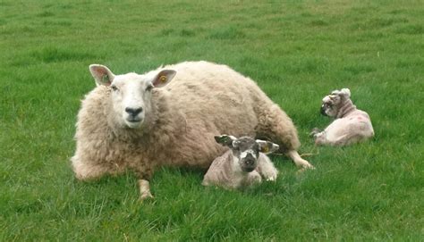 Afbi Research Shows Breeding Ewe Lambs Can Increase Lifetime