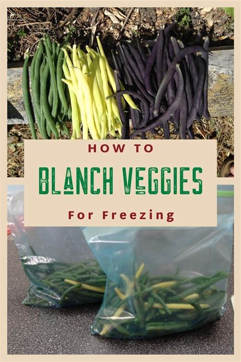 Do You Have Too Many Vegetables Want To Freeze Them And Keep Their