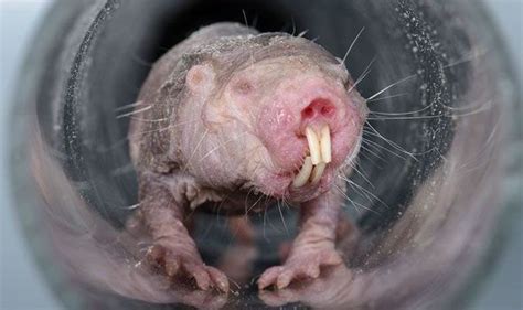 Ugliest Creature In The World Could Hold The Secret To Humans Living To