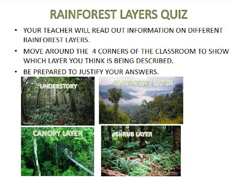 Geography Biomes Layers Of The Tropical Rainforest Teaching Resources