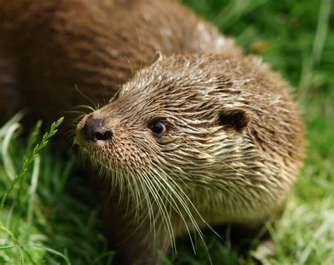 Otter At The British Wildlife Centre © Peter Trimming Geograph