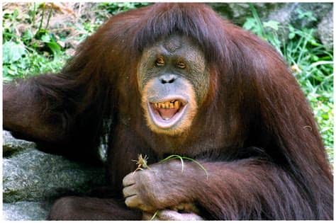 Gambar Orang Utan - Animasi Korea Meme Lucu Emo Bergerak