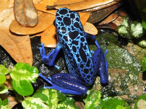 6 Colourful Frog Species Facts About Attractive Amphibians Owlcation